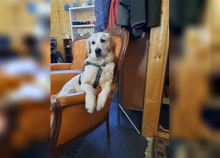 Golden Retriever Welpen mit Ahnentafel Gesundheitszeugniss