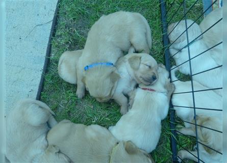 Golden Retriever Welpen mit Ahnentafel Gesundheitszeugniss