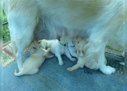 Golden Retriever Welpen mit Ahnentafel Gesundheitszeugniss