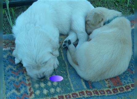 Golden Retriever Welpen mit Ahnentafel Gesundheitszeugniss