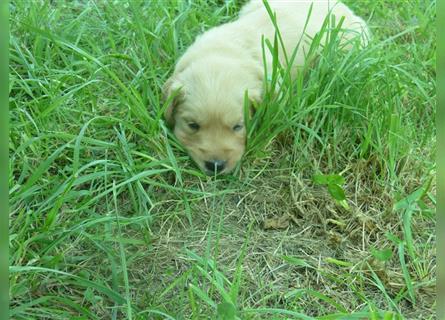 Golden Retriever Welpen mit Ahnentafel Gesundheitszeugniss