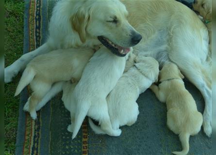 Golden Retriever Welpen mit Ahnentafel Gesundheitszeugniss