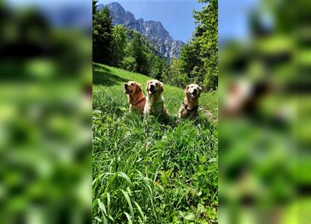 Golden Retriever Welpen mit Ahnentafel Gesundheitszeugniss