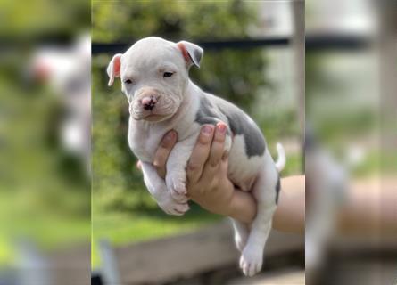 American Bully Welpe