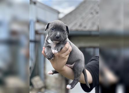 American Bully Welpe