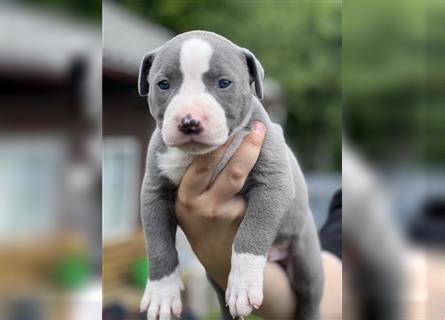 American Bully Welpe