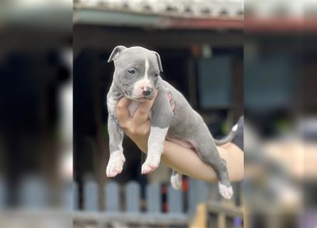 American Bully Welpe