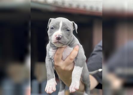 American Bully Welpe