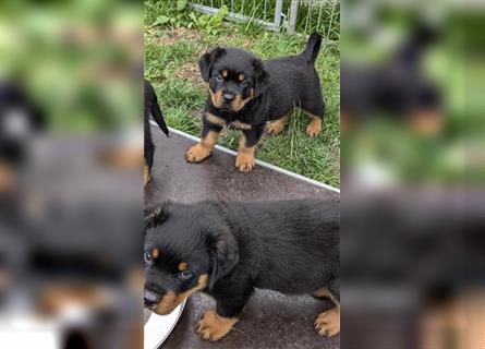 Rottweilerwelpen