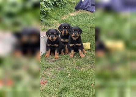 Rottweilerwelpen