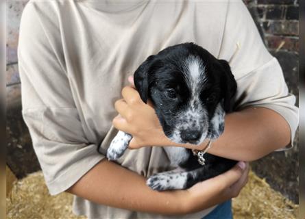 Appenzeller Jagdhund Mix Welpen