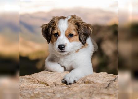 Traumhafte Kooikerhondje Welpen