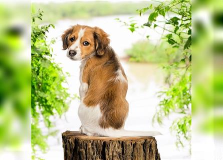 Traumhafte Kooikerhondje Welpen