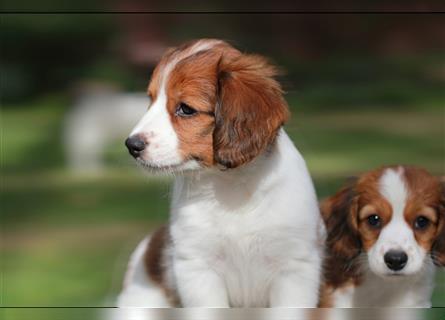 Traumhafte Kooikerhondje Welpen