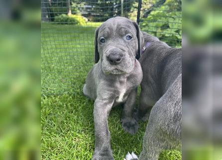 Deutsche Dogge Welpen - Adelheit hat Welpen