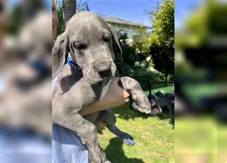 Abgabebereit - Adelheits Deutsche Dogge Welpen