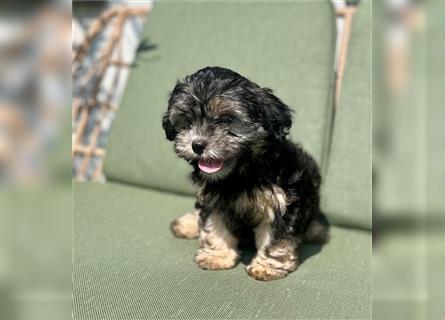 Welpen, Hundebabys Havaneser Shih Tzu, 79761 Waldshut-Tiengen, Freiburg, Stuttgart