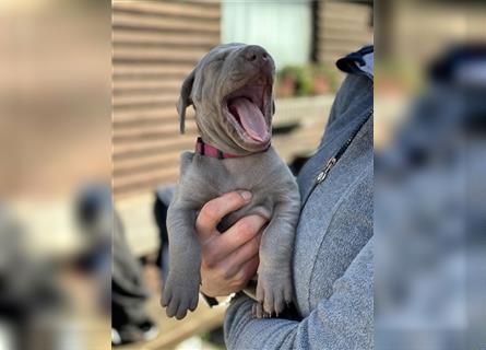 Weimaraner grau reinrassig