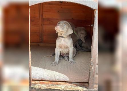 Weimaraner grau reinrassig