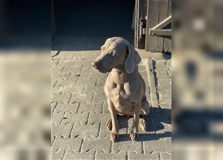 Weimaraner grau reinrassig