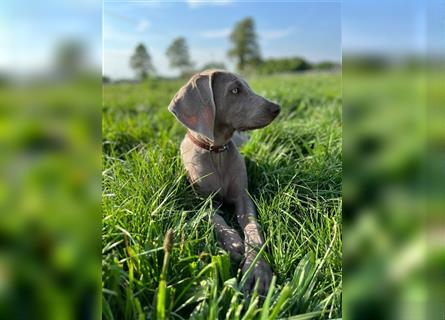 Weimaraner grau reinrassig