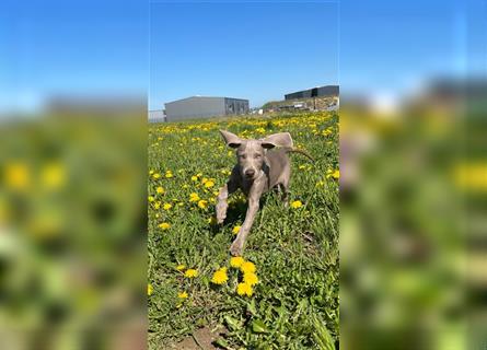 Weimaraner grau reinrassig