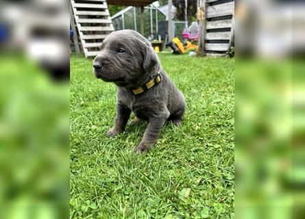 Silber/Charcoal Labrador Welpe