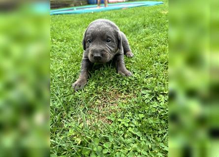 Silber/Charcoal Labrador Welpe