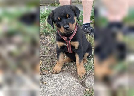 Rottweilerwelpen