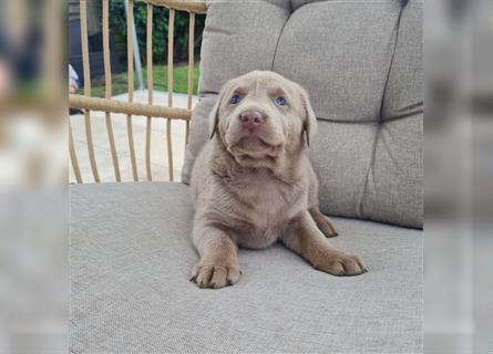 Silber Labrador Welpe