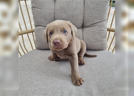 Silber Labrador Welpe