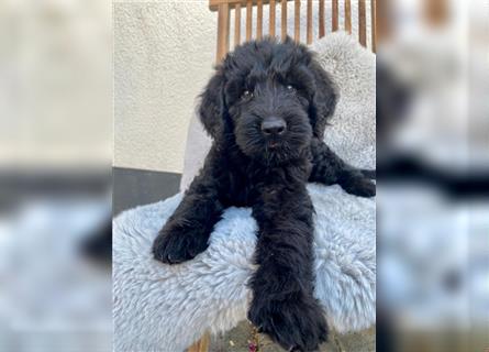 Labradoodle Welpen braun schwarz F1B