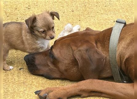 Chihuahua Welpen vom Ur-Typ (Langhaar)