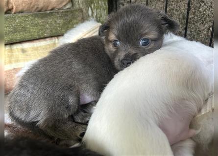 Chihuahua Welpen vom Ur-Typ (Langhaar)