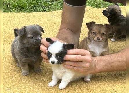 Chihuahua Welpen vom Ur-Typ (Langhaar)