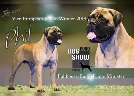 Bullmastiff Hündin geboren im April 2024