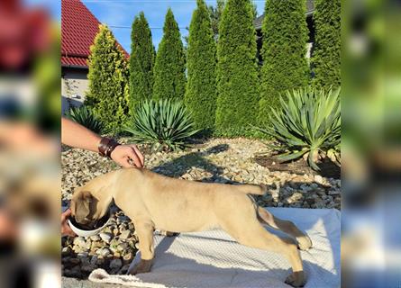 Bullmastiff Hündin geboren im April 2024