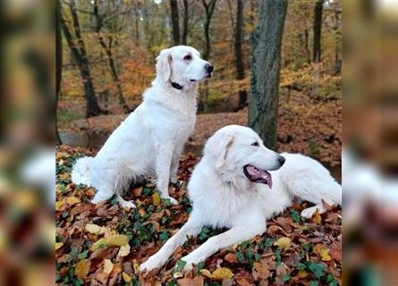 Maremmano Herdenschutzhunde Welpen