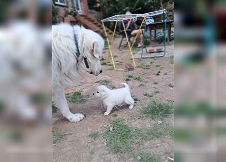 Maremmano Herdenschutzhunde Welpen