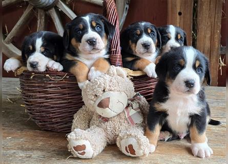 Große Schweizer Sennenhunde Welpen