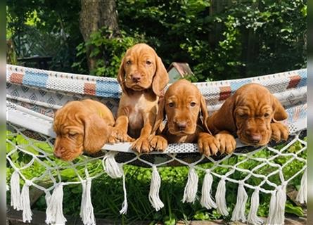 Wunderschöne Magyar Vizsla Cocker Spaniel mix Welpen