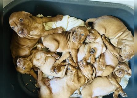 Wunderschöne Magyar Vizsla Cocker Spaniel mix Welpen