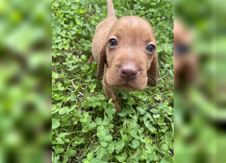 Wunderschöne Magyar Vizsla Cocker Spaniel mix Welpen