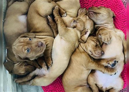 Wunderschöne Magyar Vizsla Cocker Spaniel mix Welpen