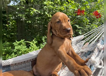 Wunderschöne Magyar Vizsla Cocker Spaniel mix Welpen