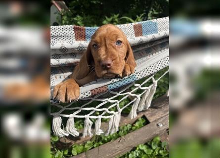 Wunderschöne Magyar Vizsla Cocker Spaniel mix Welpen