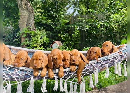 Wunderschöne Magyar Vizsla Cocker Spaniel mix Welpen