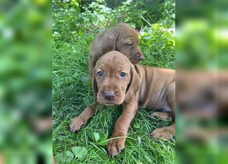 Wunderschöne Magyar Vizsla Cocker Spaniel mix Welpen