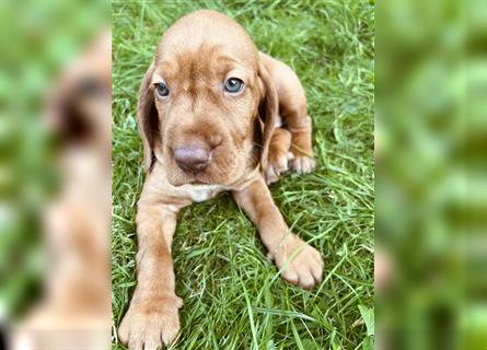 Wunderschöne Magyar Vizsla Cocker Spaniel mix Welpen