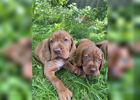 Wunderschöne Magyar Vizsla Cocker Spaniel mix Welpen